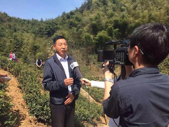 2016徽六瓜片春茶头采 六安瓜片头采大使为瓜