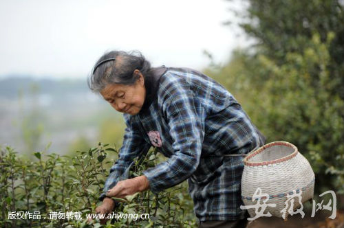 中年丧夫晚年丧子 霍山76岁老太种茶苗为儿媳