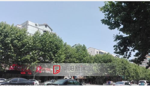 阜城部分行道树长得快 路灯被蒙住眼 _阜阳频