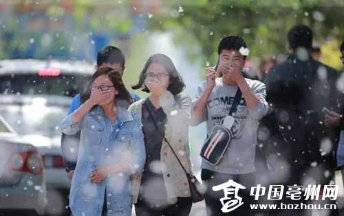 亳州:杨絮如期而至怎一个烦字了得