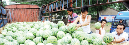 郭庙西瓜缘何卖得这么好 秘籍在哪 _阜阳频道