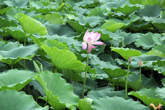 2016安徽·撮镇荷花文化旅游节7月29日开幕
