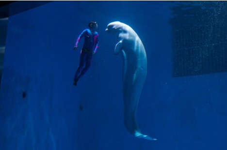 芜湖首座海洋公园开门迎客 为“欢乐芜湖”增添新能量