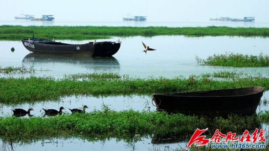 巢湖湿地（资料图）