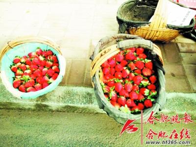 长丰草莓上市每斤30元左右 1颗草莓价格相当于