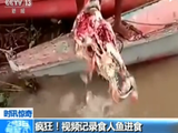 视频记录食人鱼进食画面：牛头被啃成白骨