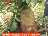 村民挖出超级大萝卜：重20斤 长75厘米