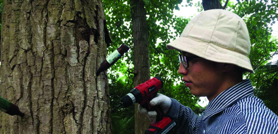 合肥杨树打针绝育 明年有望不再大面积飘絮
