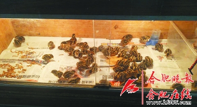 小鸟待在保温箱内