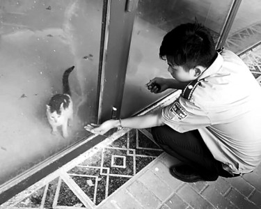 城管在逗弄小猫
