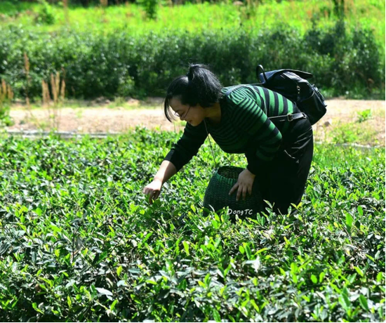 体验采茶的游客 　　（图源：汤池温泉旅游度假区）