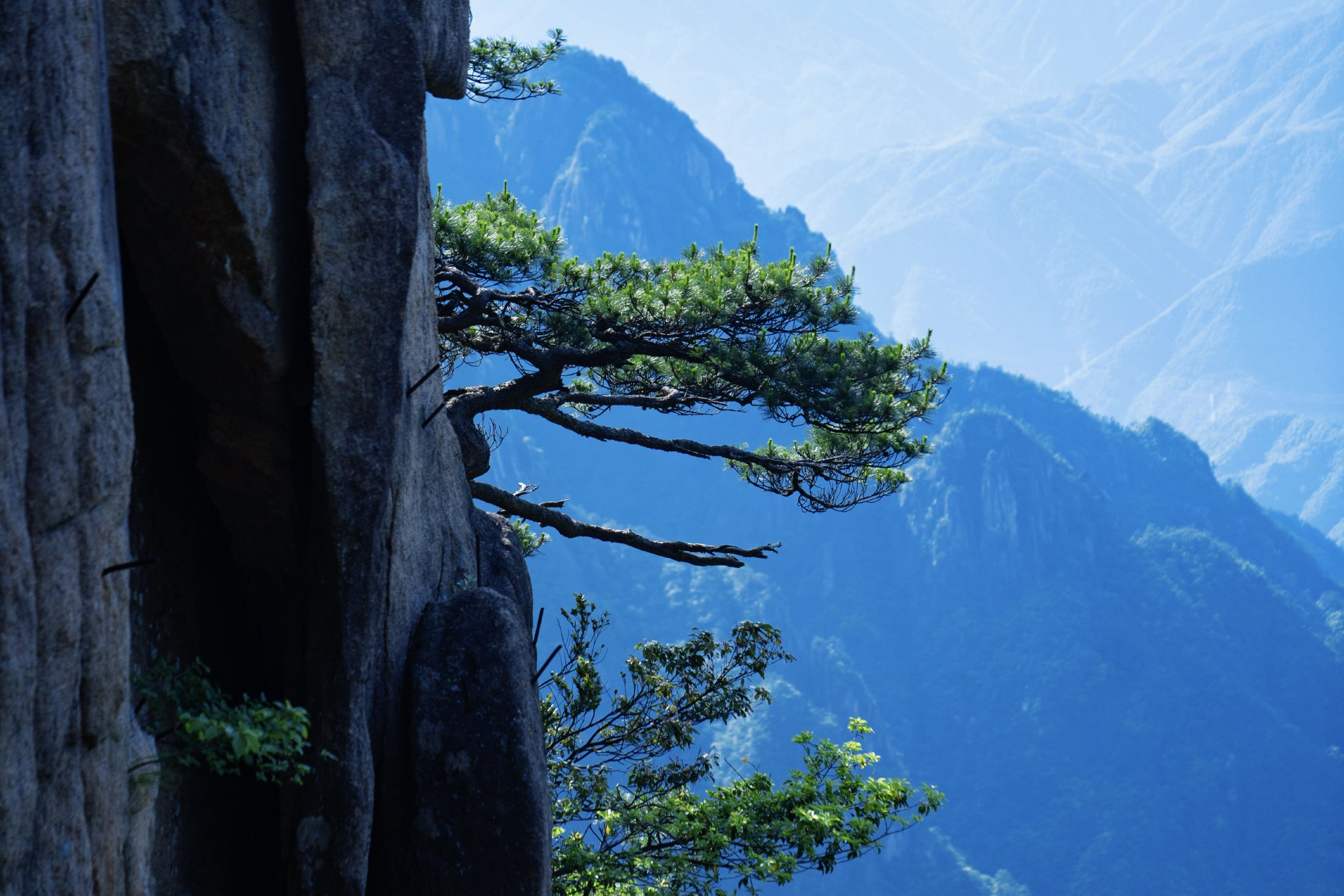 （轩辕云道沿途奇松，图片来源：李琴）