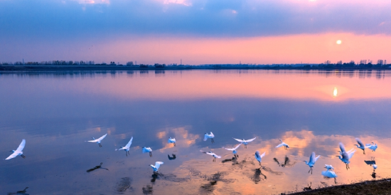 管湾国家湿地公园水天一色，白鹭飞舞