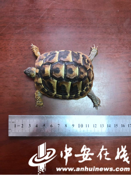 “宠物”变“证物” 合肥一男子非法购买野生动物被处罚