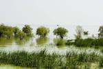 安徽湿地日：加强保护 提升湿地修复能力