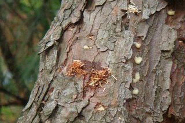 防治松材线虫病有新进展 松树"癌症"有望被攻克