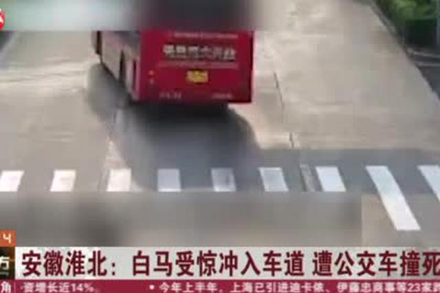 安徽淮北白马受惊冲入车道 遭公交车撞死