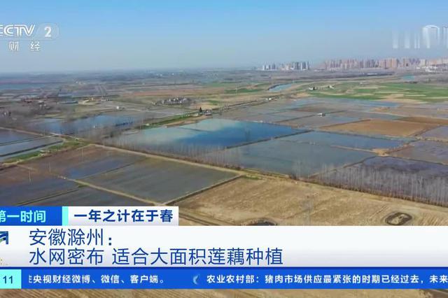  One year's plan lies in the spring in Chuzhou, Anhui: busy farming on the water, lotus root harvesting