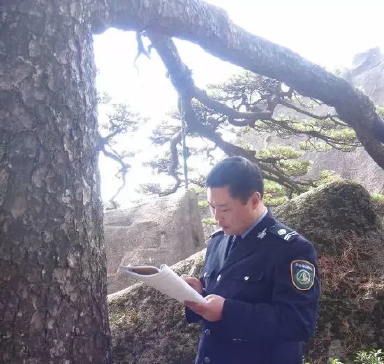 中国唯一配有“警卫”的树木——迎客松