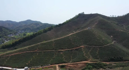 白茶 万春源茶园