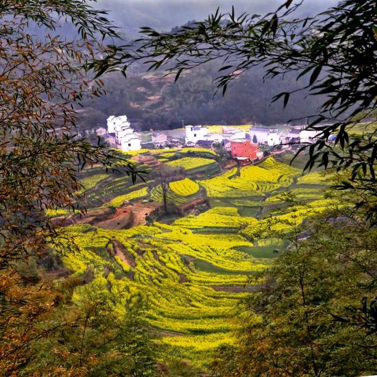 灵山油菜花