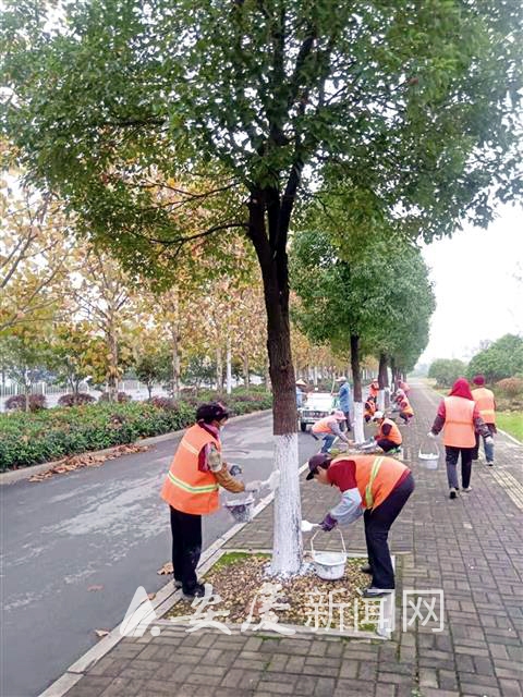 近日，园林工人为龙眠山南路行道树刷白。通讯员 陈黑毛 摄