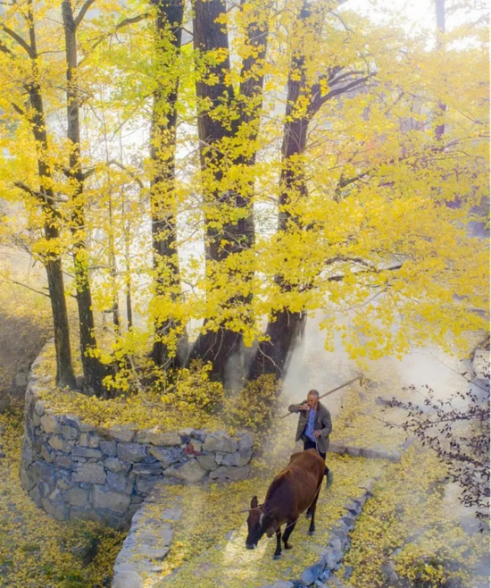 池州市石台县画坑村 村口银杏树 (图源:石台文化旅游公众号)