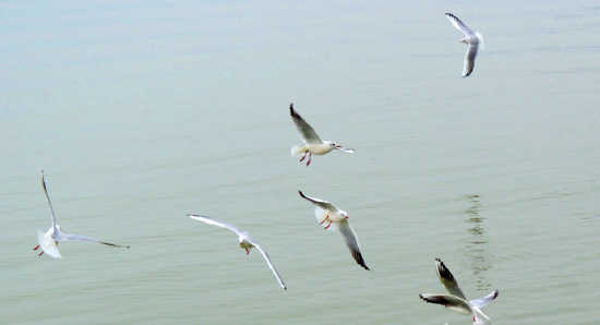 　红嘴鸥在湖面飞行啄食