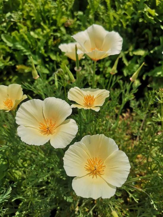 春游江淮请您来 想表白就带她来西湖湿地看这些花