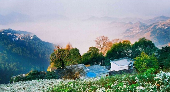 歙县石潭村 贡菊 (图源:黄山市文化和旅游局)
