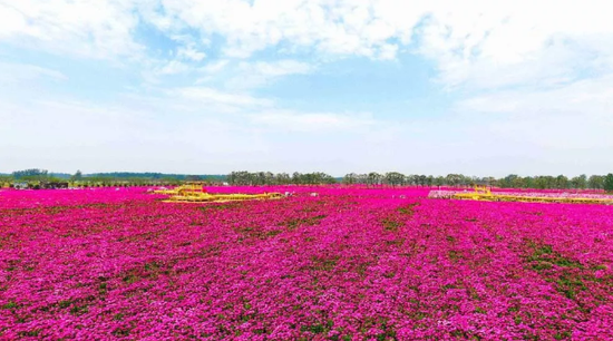 （亳州万亩花田）