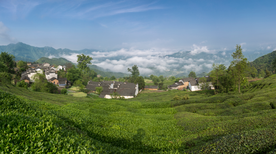 休宁金龙山茶园 姜不辣 摄