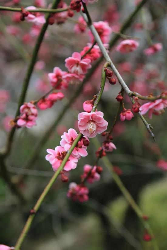 黄山花谷梅花盛开时 张涛 摄