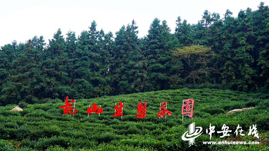 龙山生态茶园的牌子十分显目