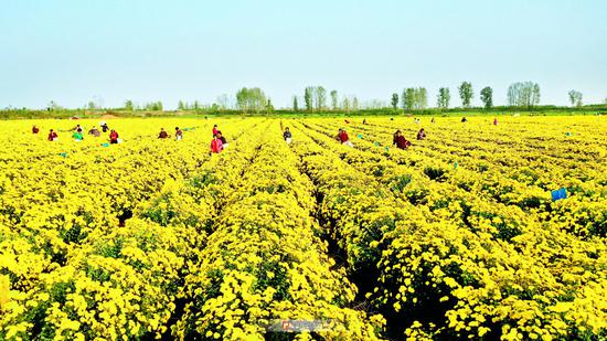 11月2日，阜阳市颍泉区行流镇大庙村村民在采摘菊花。记者 庞诚 摄