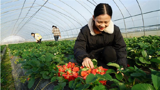 图为游客在怀宁县高河镇粉铺村草莓园里采摘草莓