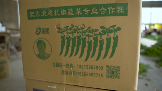图 | 肥东荣建杭椒蔬菜专业合作社内已分拣打包好的杭椒