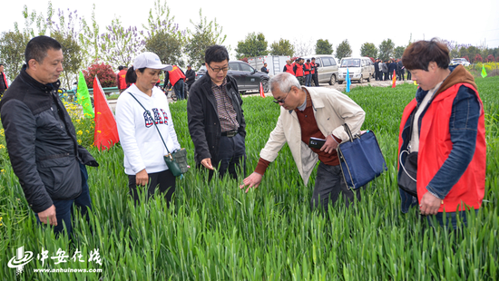 农技站高级农艺师在传授小麦赤霉病防控知识