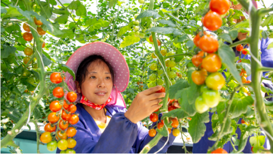  太空农场员工正采收圣女果