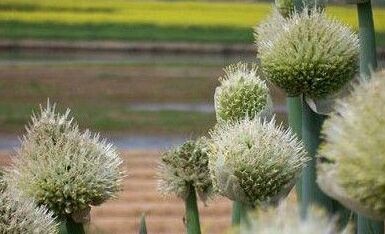 阜阳美景特产攻略-临泉县