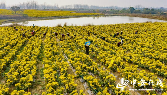  在安徽省合肥市肥东县古城镇锦繁中药材种植专业合作社，当地群众采收金丝皇菊。