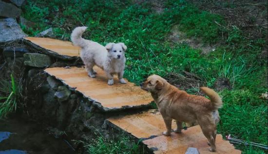 看查济小动物的江湖故事 方知日长似岁