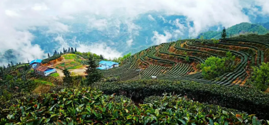 青山镇抱儿山茶园