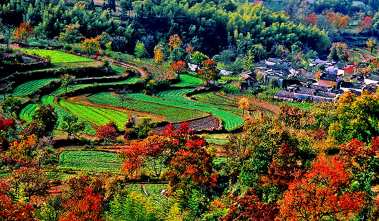  黟县塔川七彩田园（图源：黟县文化旅游体育局）