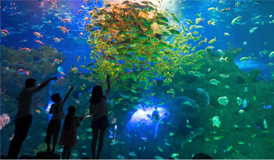 鸠江区芜湖大白鲸海洋公园鳐鱼秀 （图源：芜湖新华联大白鲸海洋公园官方微博）