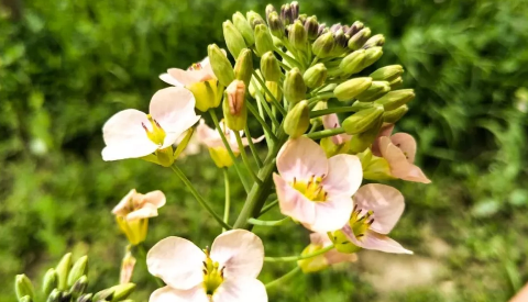 霭里本心彩色油菜花景点