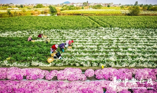 三山经济开发区峨桥镇农庄村，农民正忙着在田地里采摘菊花