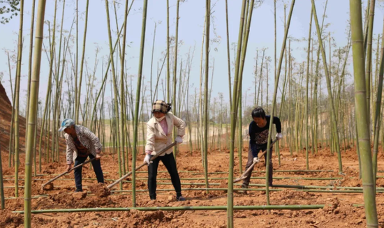春游江淮请您来 淮北烈山将有一处竹林