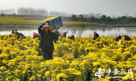  在安徽省合肥市肥东县古城镇锦繁中药材种植专业合作社，当地群众采收金丝皇菊。