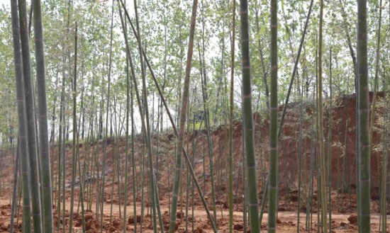 春游江淮请您来 淮北烈山将有一处竹林